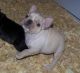 French Bulldog Puppies for sale in Anguilla, MS 38721, USA. price: NA