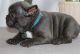 French Bulldog Puppies for sale in Baldwinsville, NY 13027, USA. price: NA