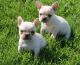 French Bulldog Puppies for sale in Thousand Oaks, CA, USA. price: NA