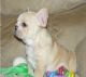 French Bulldog Puppies for sale in Bellevue, WA, USA. price: NA