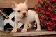 French Bulldog Puppies for sale in Delaware, AR 72835, USA. price: NA