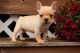 French Bulldog Puppies for sale in Doddridge, Sulphur Township, AR 71826, USA. price: NA