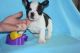 French Bulldog Puppies for sale in Austin, AR 72007, USA. price: NA