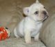French Bulldog Puppies for sale in Bentleyville, PA 15314, USA. price: NA
