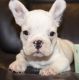 French Bulldog Puppies for sale in Dawson Springs, KY 42408, USA. price: $400