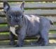 French Bulldog Puppies for sale in North Charleston, SC, USA. price: NA