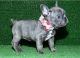 French Bulldog Puppies for sale in Miramar, FL, USA. price: NA