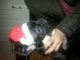 French Bulldog Puppies for sale in Athens, GA, USA. price: $200