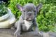 French Bulldog Puppies for sale in Manchester, NH, USA. price: $300