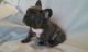 French Bulldog Puppies for sale in Hartford, AL 36344, USA. price: $200