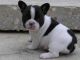 French Bulldog Puppies for sale in Bangor, Gwynedd, UK. price: NA
