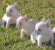 French Bulldog Puppies for sale in Joliet, IL, USA. price: $300