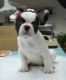 French Bulldog Puppies for sale in Kiana, AK, USA. price: NA
