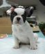 French Bulldog Puppies for sale in Addison, ME, USA. price: NA