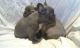 French Bulldog Puppies for sale in Ackerman, MS 39735, USA. price: $200