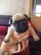 French Bulldog Puppies for sale in Amarillo, TX, USA. price: $200