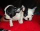 French Bulldog Puppies for sale in Adak, AK, USA. price: NA