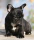 French Bulldog Puppies for sale in Alaska Ct, Baltimore, MD 21230, USA. price: $542
