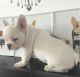 French Bulldog Puppies for sale in Concord, CA, USA. price: NA