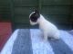 French Bulldog Puppies for sale in Daly City, CA, USA. price: $500