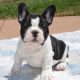 French Bulldog Puppies for sale in St Pete Beach, FL, USA. price: NA