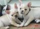 French Bulldog Puppies for sale in Miami Gardens, FL, USA. price: $200