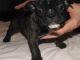 French Bulldog Puppies for sale in Bailey, CO 80421, USA. price: NA