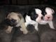 French Bulldog Puppies for sale in Downey, CA, USA. price: $2,600