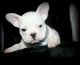 French Bulldog Puppies for sale in Afton, WY 83110, USA. price: NA