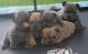 French Bulldog Puppies for sale in Middletown, IN 47356, USA. price: NA