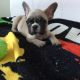 French Bulldog Puppies for sale in Aberdeen Township, NJ, USA. price: NA
