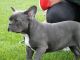 French Bulldog Puppies for sale in Fargo, ND, USA. price: $500