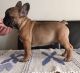 French Bulldog Puppies for sale in West Jordan, UT, USA. price: NA