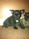 French Bulldog Puppies for sale in Aladdin, WY 82710, USA. price: NA