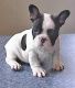 French Bulldog Puppies for sale in Albin, WY 82050, USA. price: NA