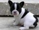 French Bulldog Puppies for sale in Big Horn, WY 82801, USA. price: NA