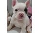 French Bulldog Puppies for sale in Accident, MD 21520, USA. price: NA
