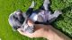 French Bulldog Puppies for sale in Alcalde, NM 87566, USA. price: NA