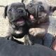 French Bulldog Puppies for sale in Augusta, GA, USA. price: $300