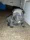 French Bulldog Puppies for sale in Barrington, NJ, USA. price: $300