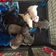 French Bulldog Puppies for sale in Athens, GA, USA. price: $300