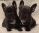 French Bulldog Puppies for sale in California, USA. price: NA