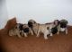 French Bulldog Puppies for sale in Arvada, CO, USA. price: NA