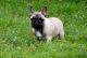 French Bulldog Puppies for sale in Allentown, PA, USA. price: $500