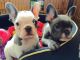 French Bulldog Puppies for sale in Albany Creek QLD 4035, Australia. price: NA