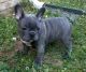 French Bulldog Puppies for sale in Gilbert, AZ, USA. price: $200