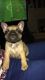 French Bulldog Puppies for sale in Glencoe, AR 72539, USA. price: NA