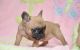 French Bulldog Puppies for sale in Dixon, NM, USA. price: NA