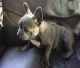 French Bulldog Puppies for sale in Antoine, AR, USA. price: $500