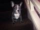 French Bulldog Puppies for sale in Anchor Point, AK, USA. price: NA